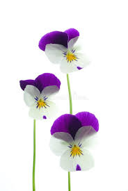 Attēlu rezultāti vaicājumam “Viola tricolor subsp. curtisii bud”