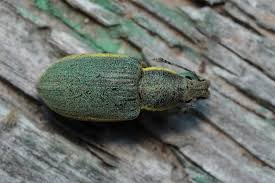 Attēlu rezultāti vaicājumam “Chlorophanus viridis”