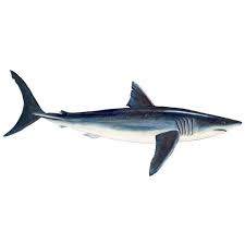 Image result for Isurus oxyrinchus