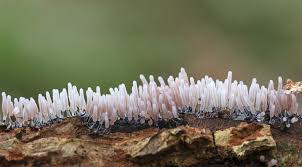 Attēlu rezultāti vaicājumam “Stemonitopsis hyperopta var. landewaldii young”