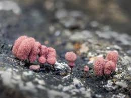 Attēlu rezultāti vaicājumam “Arcyria imperialis macro”