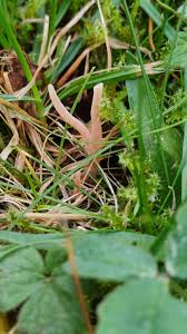 Attēlu rezultāti vaicājumam “Clavaria straminea”