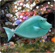 Image result for Naso unicornis