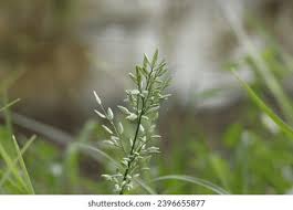 Attēlu rezultāti vaicājumam “Corynephorus canescens flower”