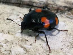 Attēlu rezultāti vaicājumam “Scaphisoma sp.”