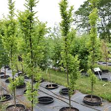 Attēlu rezultāti vaicājumam “Carpinus betulus”