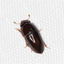 Attēlu rezultāti vaicājumam “Nitidulidae”