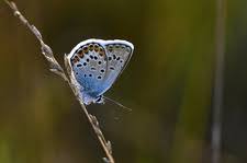 Attēlu rezultāti vaicājumam “Plebejus argus male”