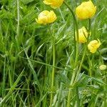 Attēlu rezultāti vaicājumam “Trollius europaeus fruit”