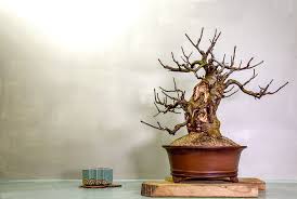 Image result for parthenocissus bonsai