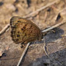 Attēlu rezultāti vaicājumam “Thecabius affinis nymph”