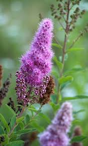Attēlu rezultāti vaicājumam “Spiraea salicifolia flower”