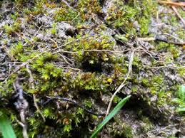 Attēlu rezultāti vaicājumam “Acaulon muticum”