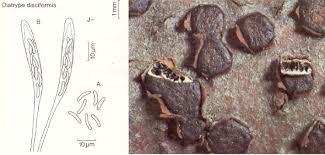 Attēlu rezultāti vaicājumam “Diatrype disciformis”