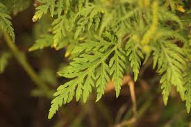 Attēlu rezultāti vaicājumam “Ambrosia artemisiifolia leaf”