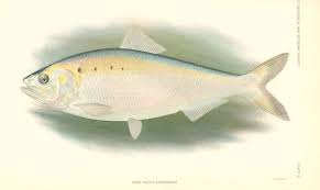 Image result for Alosa sapidissima