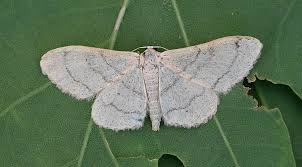 Attēlu rezultāti vaicājumam “Idaea straminata”