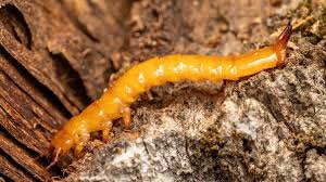 Attēlu rezultāti vaicājumam “Pyrochroidae larva”