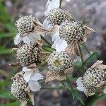 Attēlu rezultāti vaicājumam “Achillea ptarmica fruit”