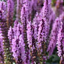 Image result for Salvia nemorosa