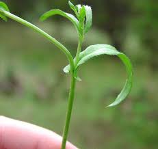 Attēlu rezultāti vaicājumam “Capsella bursa-pastoris leaf”