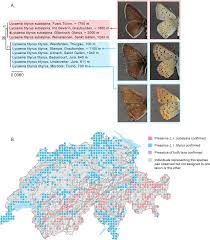 Attēlu rezultāti vaicājumam “Lycaena tityrus”