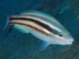 Image result for Scarus taeniopterus