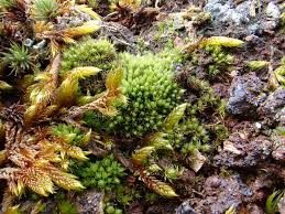 Attēlu rezultāti vaicājumam “Pohlia elongata”