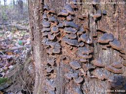 Attēlu rezultāti vaicājumam “Hymenochaete rubiginosa”