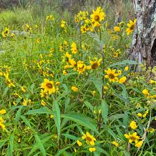 Attēlu rezultāti vaicājumam “Bidens cernua flower”
