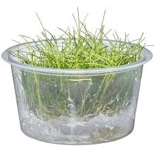 Attēlu rezultāti vaicājumam “Eleocharis acicularis”