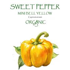Afbeeldingsresultaat voor baby yellow sweet pepper