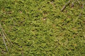 Attēlu rezultāti vaicājumam “Hypnum cupressiforme sporophyte”