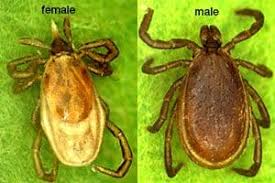 Attēlu rezultāti vaicājumam “Ixodes female”