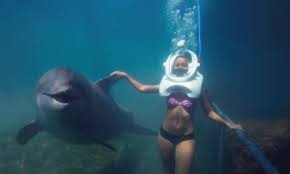 Image result for Durley Dolphin Diver