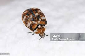 Attēlu rezultāti vaicājumam “Anthrenus verbasci”