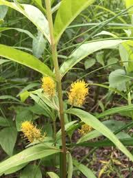 Attēlu rezultāti vaicājumam “Lysimachia thyrsiflora leaf”