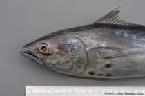 Image result for Euthynnus alletteratus