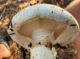 Attēlu rezultāti vaicājumam “Tricholoma sp.”