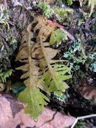 Attēlu rezultāti vaicājumam “Ptilium crista-castrensis sporophyte”