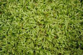 Attēlu rezultāti vaicājumam “Isothecium alopecuroides”