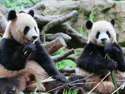 Image result for pandas