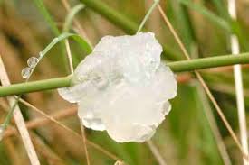 Attēlu rezultāti vaicājumam “Myxarium nucleatum”