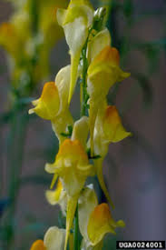 Attēlu rezultāti vaicājumam “Linaria loeselii flower”