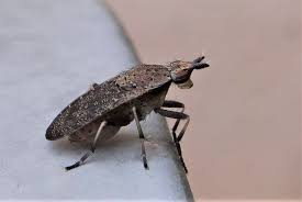 Attēlu rezultāti vaicājumam “Coremacera marginata”