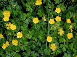 Attēlu rezultāti vaicājumam “Ranunculus repens flower”