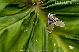 Attēlu rezultāti vaicājumam “Arctiidae”