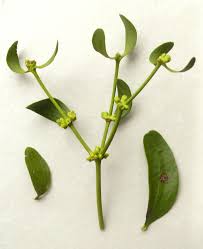 Attēlu rezultāti vaicājumam “Viscum album female flower”