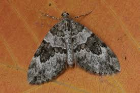 Attēlu rezultāti vaicājumam “Thera variata”