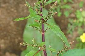 Attēlu rezultāti vaicājumam “Rumex obtusifolius fruit”